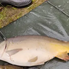 Wspaniałe ryby złowione w Grzegorzewicach! Karp leży na macie, obok trawy i buta.