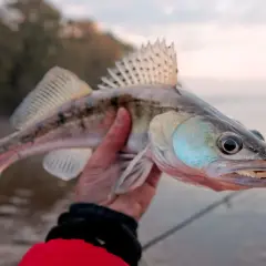 Złowiony sandacz z przynętą w pysku, gotowy do tarła.