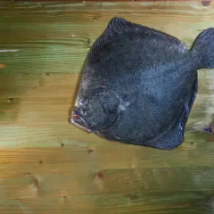 Płastuga, jedna z ryb w bałtyku, leży na drewnianym blacie.