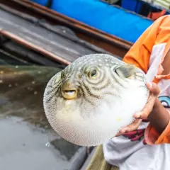 Uśmiechnięty chłopiec trzyma w dłoniach okrągłą rybę fugu, która wygląda jak nadmuchana piłka.