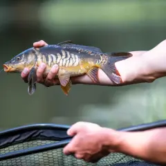 Złowiony karp w dłoni wędkarza, żyłka wciąż w pysku. Sukces łowienia na żywca.