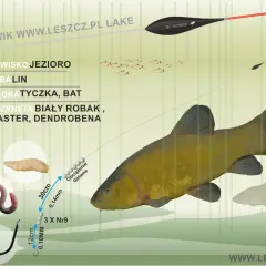 Jaki spławik na lina? Zestaw na jezioro: biały robak, caster, dendrobena. Duży lin pływa obok mniejszych ryb.