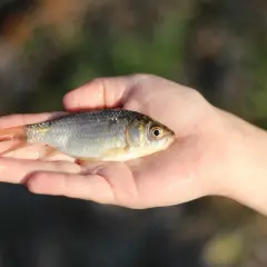 Mała, srebrzysta karaska ryba spoczywa na dłoni.