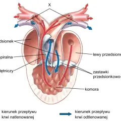 Anatomia serca ryby. Pokazuje przepływ krwi natlenowanej (czerwonej) i odtlenowanej (niebieskiej) przez przedsionki, komory i zastawki. Czy ryby mają serce? Tak, i to złożone!