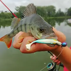 Okoń złowiony na spinning, z przynętą w pysku.