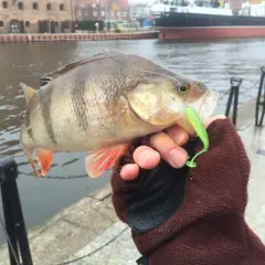 Oto złowiony okoń z zieloną gumą na haczyku, dowód skuteczności metody drop shot.