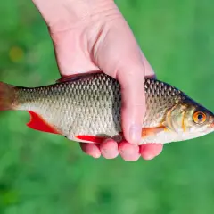 Dłoń trzyma świeżo złowioną wzdręgę rybę z czerwonymi płetwami.