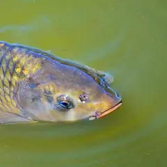 Karp wynurza pysk z zielonej wody, ciekawy, na co bierze. Jego łuski lśnią w słońcu.