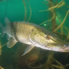 Szczupak w zielonej toni jeziora Zbęchy, wśród podwodnych roślin. Te ryby to drapieżniki.