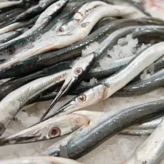 Ryby podobne do węgorza, ułożone na lodzie. Długie, smukłe ciała i spiczaste pyski.