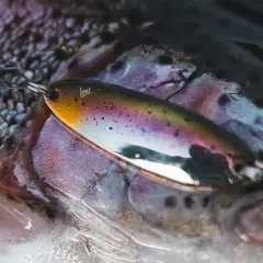 Kolorowa przynęta na bolenia, odbijająca się w łuskach ryby.