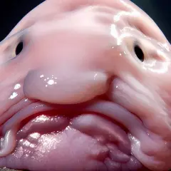 Twarz najbrzydszej ryby na świecie, blobfish, wygląda jak galaretowata masa z czarnymi oczami i smutnym wyrazem.
