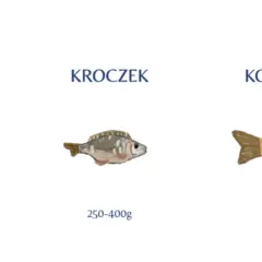 Ilustracja pokazuje, jak wygląda karp w różnych stadiach rozwoju: narybek, kroczek i ryba konsumpcyjna.