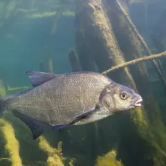 Leszcz pływa w zaroślach, czekając na zestaw feeder na leszcza.