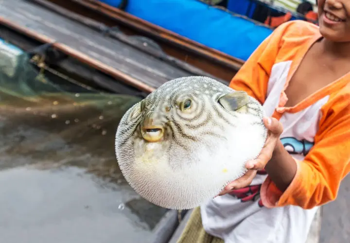 Uśmiechnięty chłopiec trzyma w dłoniach okrągłą rybę fugu, która wygląda jak nadmuchana piłka.