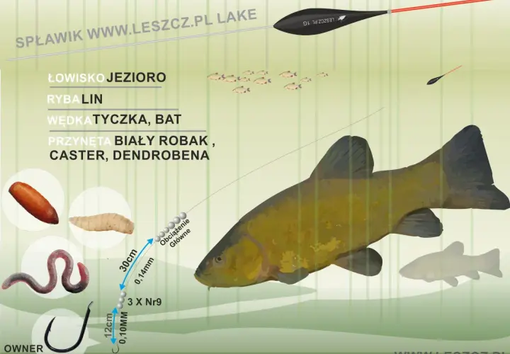 Jaki spławik na lina? Zestaw na jezioro: biały robak, caster, dendrobena. Duży lin pływa obok mniejszych ryb.
