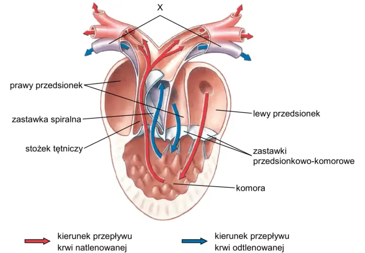 Anatomia serca ryby. Pokazuje przepływ krwi natlenowanej (czerwonej) i odtlenowanej (niebieskiej) przez przedsionki, komory i zastawki. Czy ryby mają serce? Tak, i to złożone!