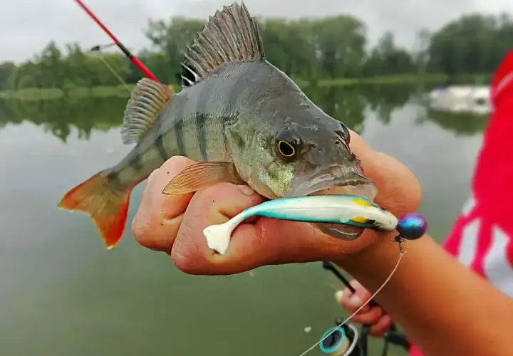 Okoń złowiony na spinning, z przynętą w pysku.