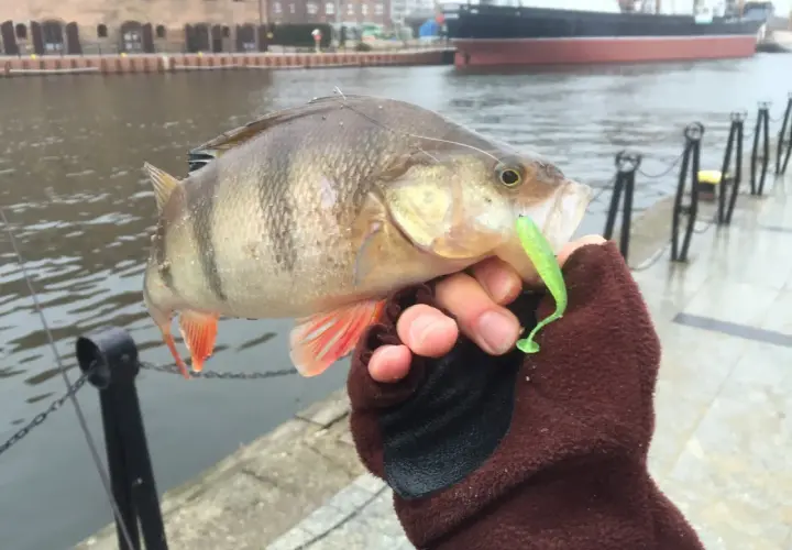 Oto złowiony okoń z zieloną gumą na haczyku, dowód skuteczności metody drop shot.