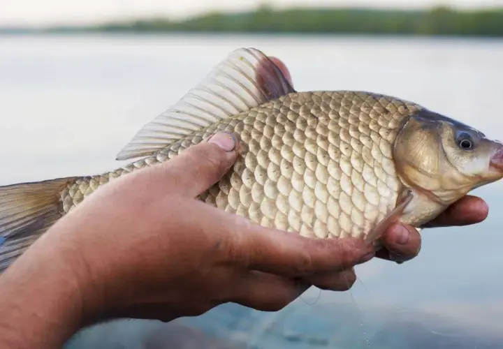 Dłoń trzyma okazałą rybę z mulistych jezior. Jej łuski lśnią w słońcu, a płetwy są rozłożone.