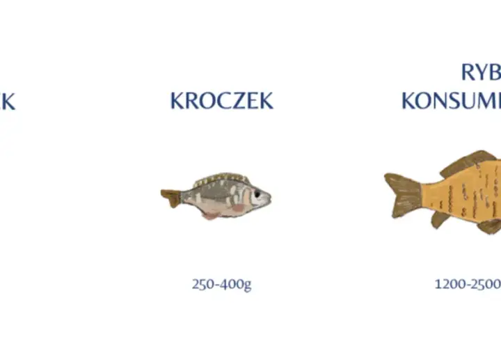 Ilustracja pokazuje, jak wygląda karp w różnych stadiach rozwoju: narybek, kroczek i ryba konsumpcyjna.
