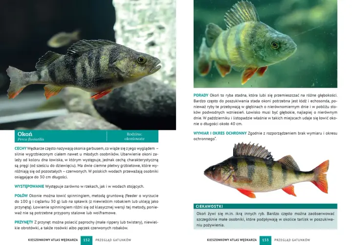 Okoń mały z charakterystycznymi ciemnymi pasami i czerwonymi płetwami, pływający w wodzie.