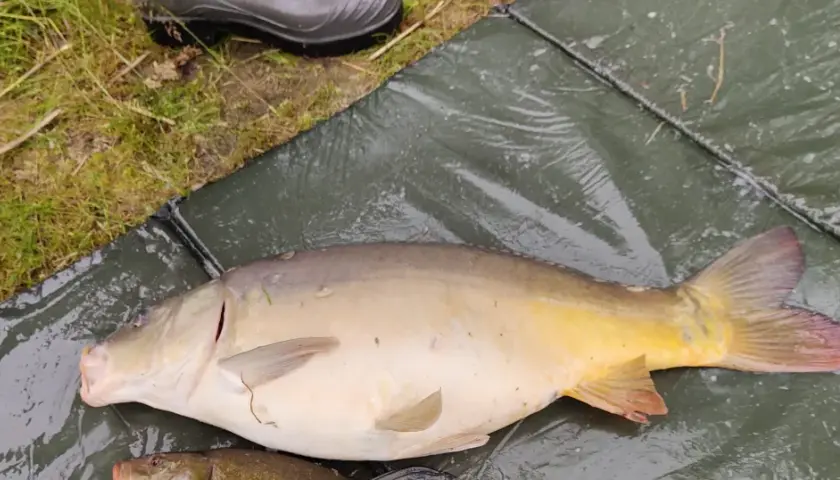 Wspaniałe ryby złowione w Grzegorzewicach! Karp leży na macie, obok trawy i buta.
