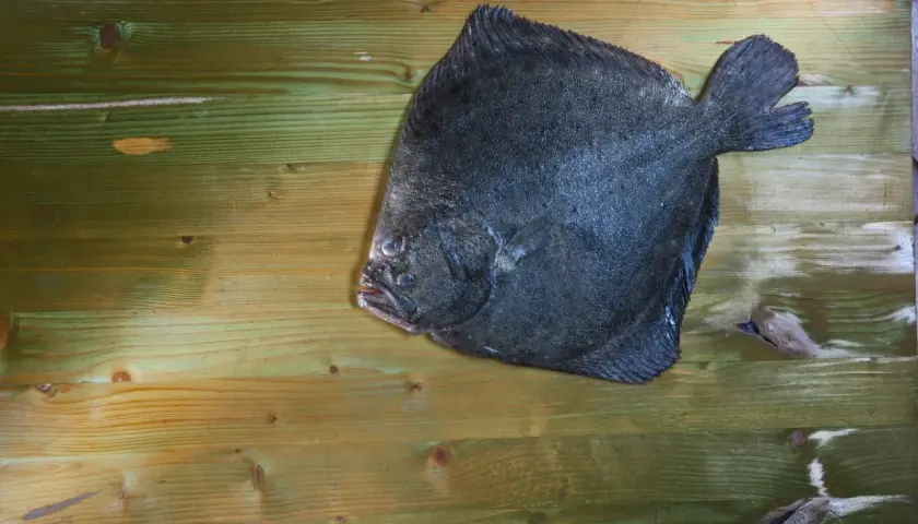 Płastuga, jedna z ryb w bałtyku, leży na drewnianym blacie.