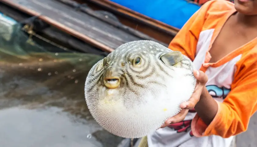 Uśmiechnięty chłopiec trzyma w dłoniach okrągłą rybę fugu, która wygląda jak nadmuchana piłka.