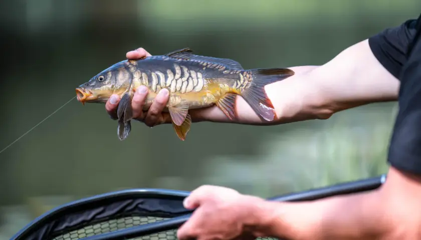 Złowiony karp w dłoni wędkarza, żyłka wciąż w pysku. Sukces łowienia na żywca.