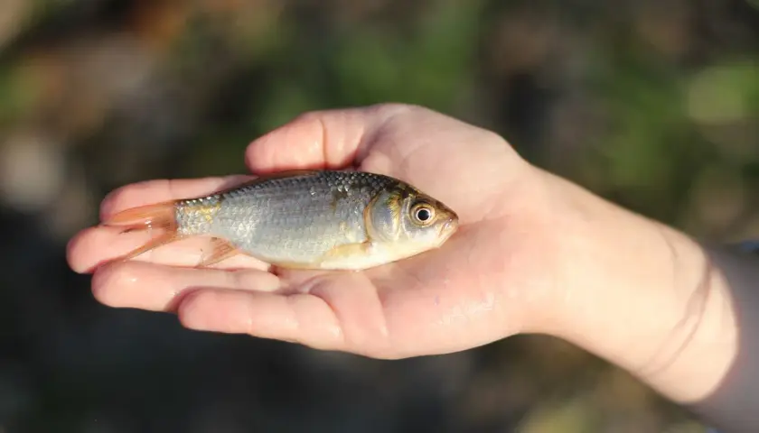 Mała, srebrzysta karaska ryba spoczywa na dłoni.