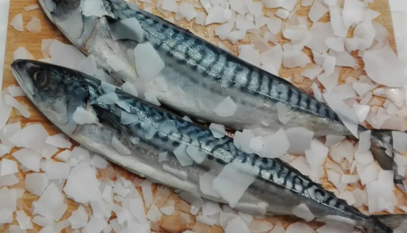 Dwa świeże śledzie oceaniczne leżą na desce, otoczone pokruszonym lodem.