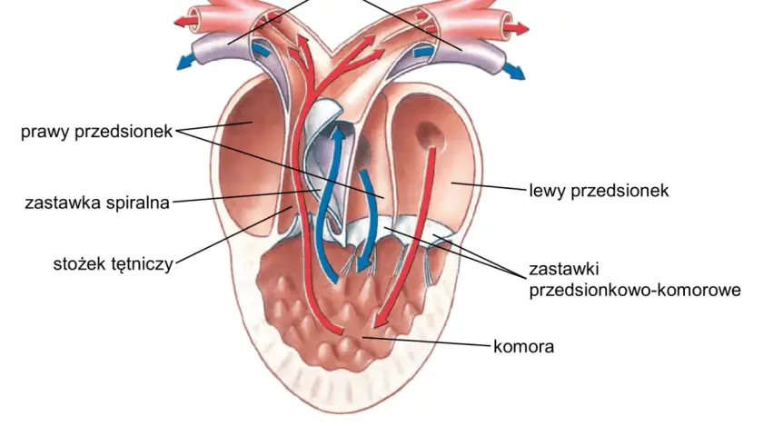 Anatomia serca ryby. Pokazuje przepływ krwi natlenowanej (czerwonej) i odtlenowanej (niebieskiej) przez przedsionki, komory i zastawki. Czy ryby mają serce? Tak, i to złożone!