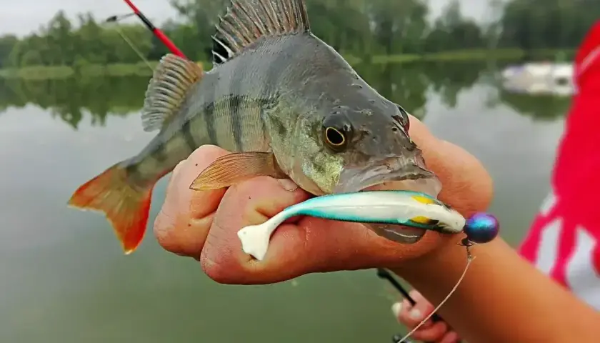 Okoń złowiony na spinning, z przynętą w pysku.