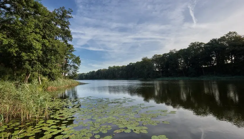 Spokojne jezioro Łagowskie z liliami wodnymi i gęstym lasem na brzegu. Idealne miejsce dla ryb i wędkarzy.