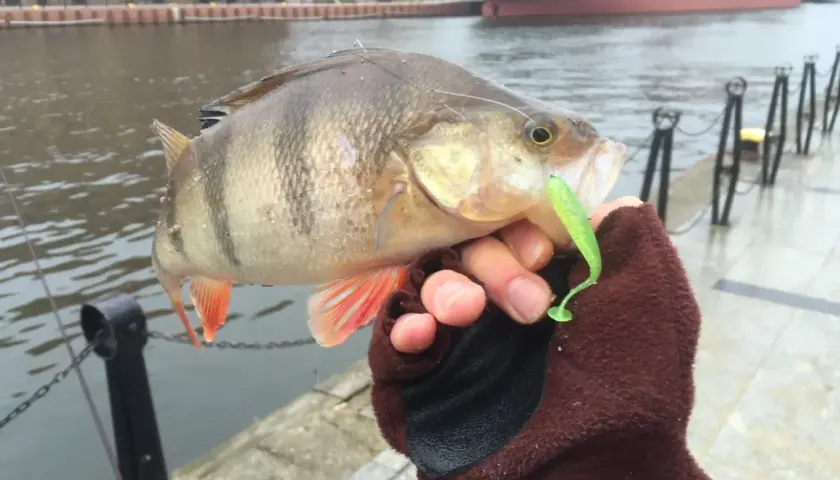 Oto złowiony okoń z zieloną gumą na haczyku, dowód skuteczności metody drop shot.