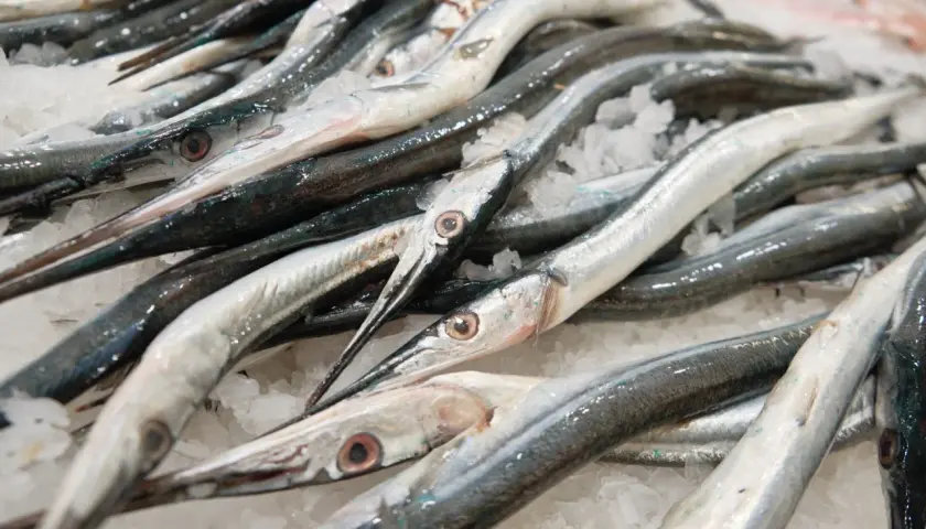 Ryby podobne do węgorza, ułożone na lodzie. Długie, smukłe ciała i spiczaste pyski.