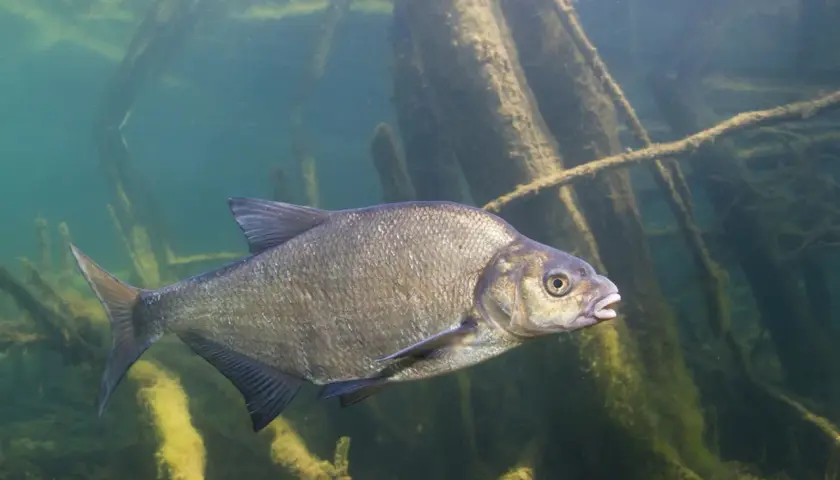 Leszcz pływa w zaroślach, czekając na zestaw feeder na leszcza.