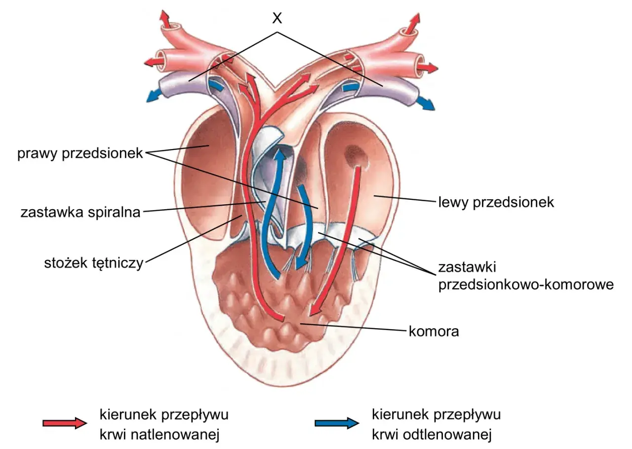 Anatomia serca ryby. Pokazuje przepływ krwi natlenowanej (czerwonej) i odtlenowanej (niebieskiej) przez przedsionki, komory i zastawki. Czy ryby mają serce? Tak, i to złożone!