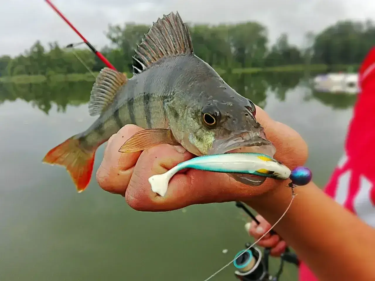Okoń złowiony na spinning, z przynętą w pysku.