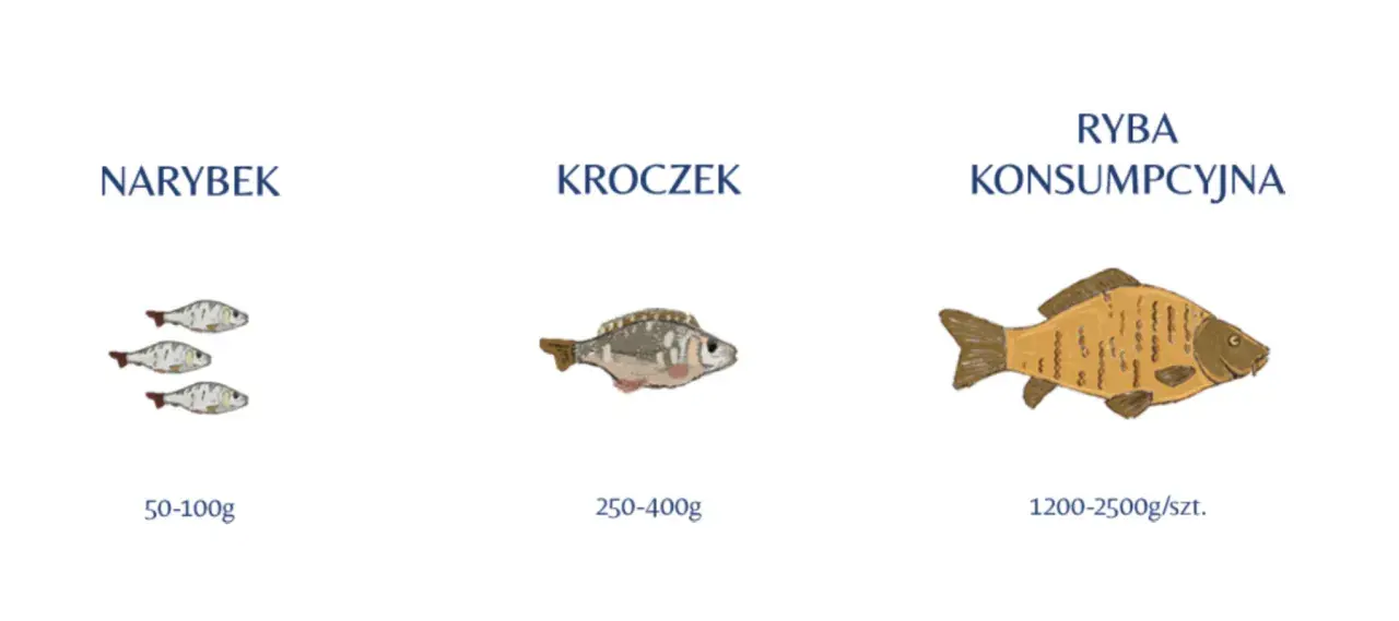 Ilustracja pokazuje, jak wygląda karp w różnych stadiach rozwoju: narybek, kroczek i ryba konsumpcyjna.