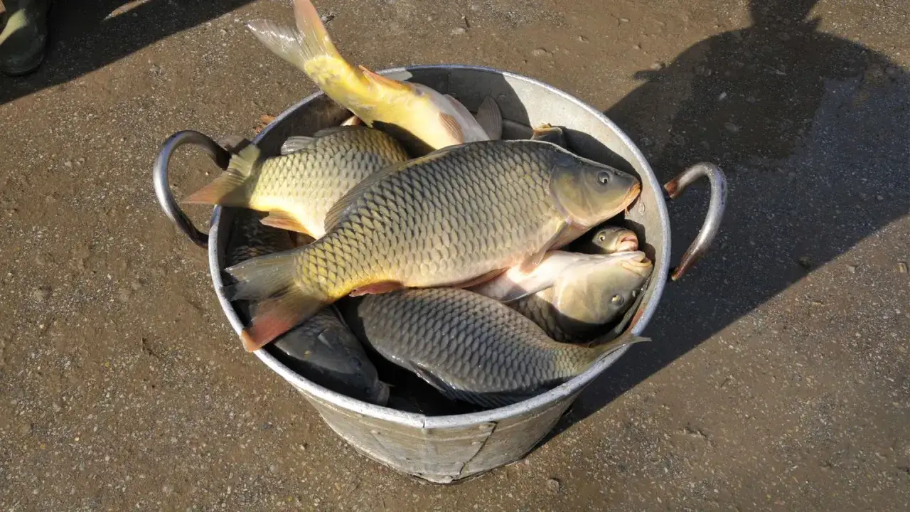 Wiadro pełne świeżo złowionych karpi. Widać ich łuski i pękate brzuchy. Ciekawe, na co bierze karp w tym sezonie.