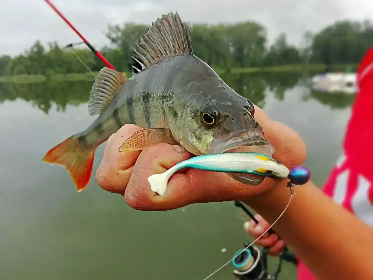 Okoń złowiony na spinning, z przynętą w pysku.