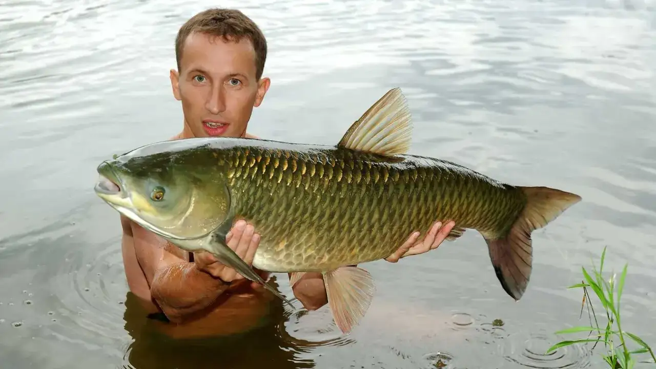 amur przynęty kukurydza chleb kulki proteinowe method feeder