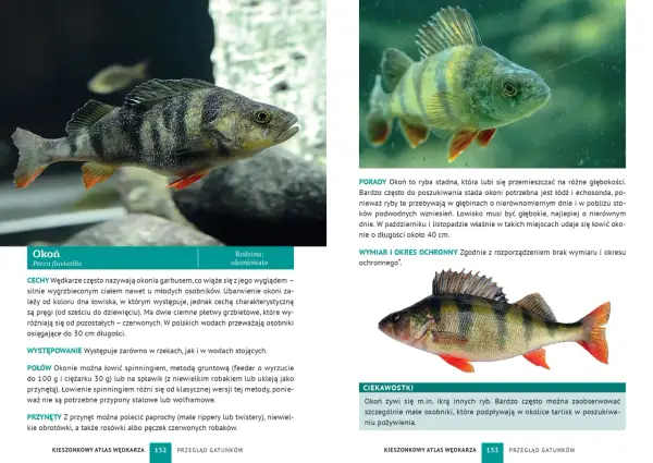Okoń mały z charakterystycznymi ciemnymi pasami i czerwonymi płetwami, pływający w wodzie.